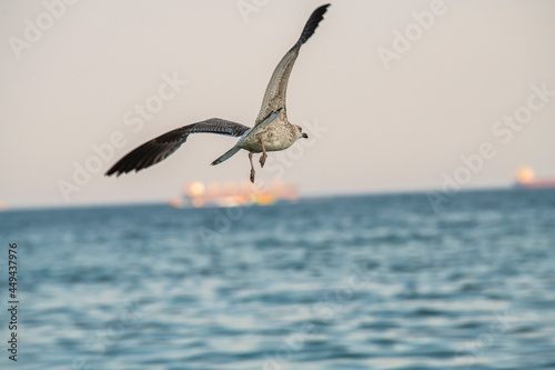Big seagull walking at sand coast of the sea at the clear summer evening  wild nature birds