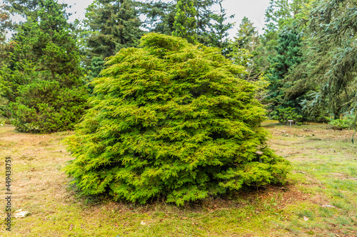 Solitaire Hinoki cypress or Japanese cypress, Chamaecyparis obtusa, native to central Japan and this specimen is in pinetum Ter Borgh photo