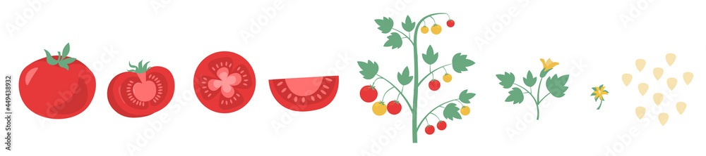 Red tomato set. Cut tomato, tomato slice, leaves, flowers and tomato seeds. Stages of vegetable growth. Design elements. Cartoon colorful flat vector illustration isolated on a white background Red tomato set. Cut tomato, tomato slice, leaves, flowers and tomato seeds. Stages of vegetable growth. Design elements. Cartoon colorful flat vector illustration isolated on a white background