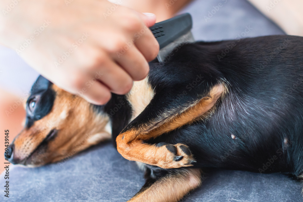 Process of brushing small black dog with small brush, taking care of dog, groomer combing fur of puppy