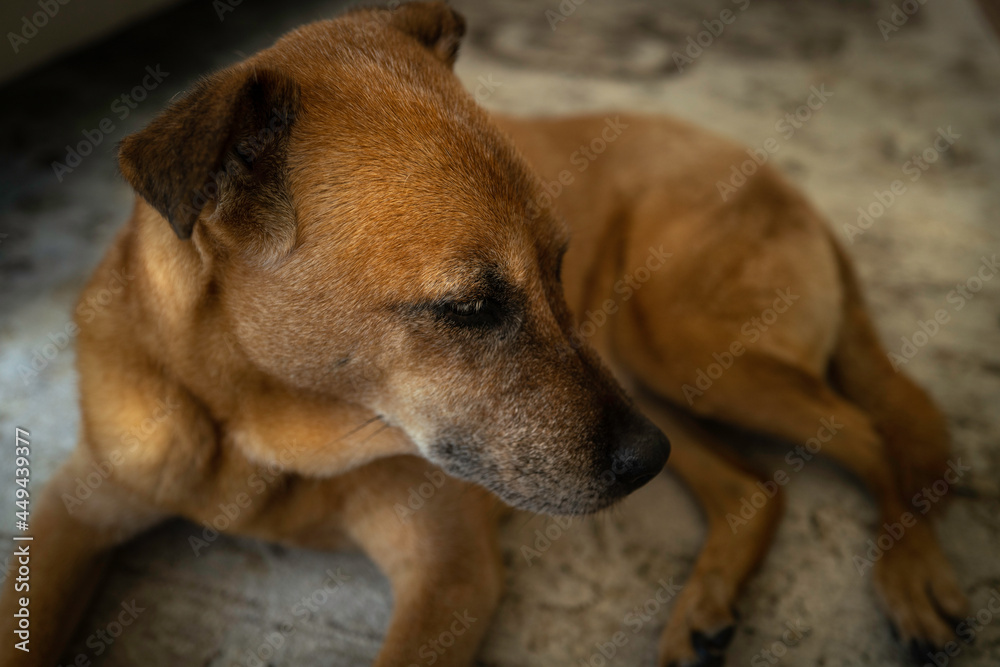 Senior brown dog resting on the gray carpet looking sideways