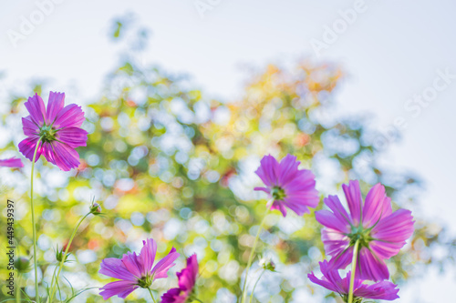 Pink flowers on soft background