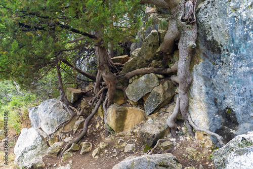 Trees cling to rocks along the sunny path. Yalta. Crimea.
