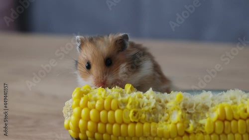 little cute ginger hamster eating boiled corn