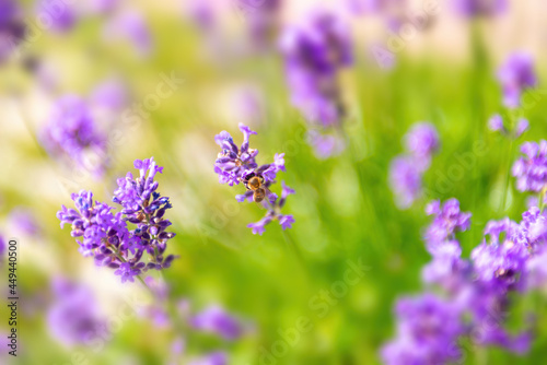 Close-up of lavender flower with a bee pollinating flowers on a summer day in the garden  selective soft focus.