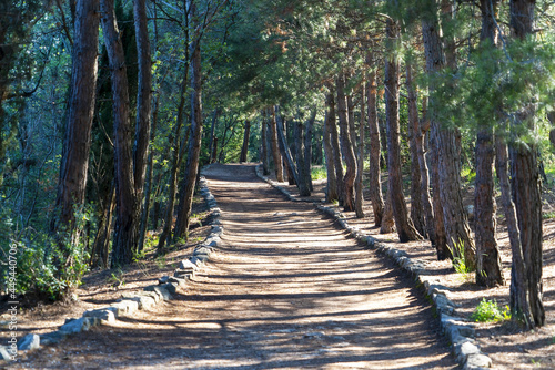 The sunny path goes into the distance among the pines. Crimea. Yalta. photo