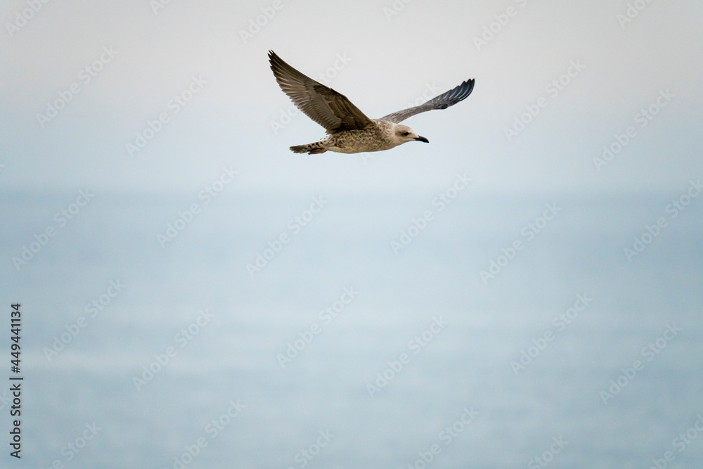 Seagulls flying over the port of Malaga in Spain, during the summer on a sunny day Seagulls flying over the port of Malaga in Spain, during the summer on a sunny day