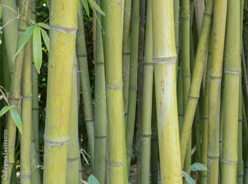 Beautiful bamboo forest in the foreground in the botanical garden in Rome