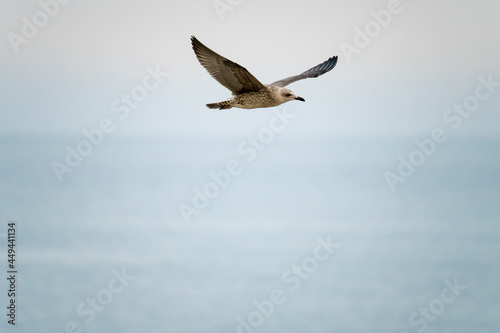 Seagulls flying over the port of Malaga in Spain, during the summer on a sunny day