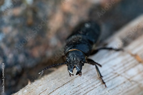 Spondylis buprestoides beetle