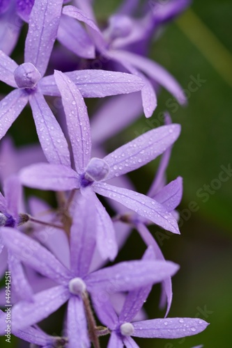 close up of purple flower in the garden 