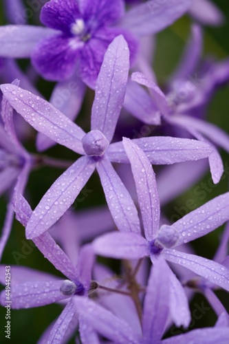 close up of purple flower in the backyard 