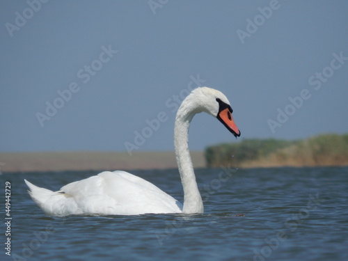 Fototapeta Naklejka Na Ścianę i Meble -  white swan swims in a blue lake
