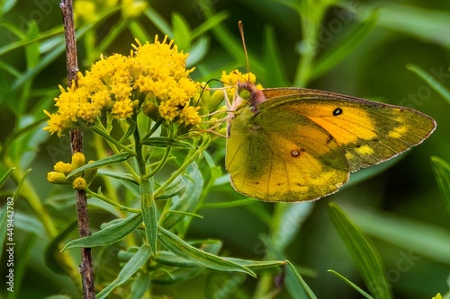 Orange Sulfur Butterfly, Richard M Nixon County Park, York County, Pennsylvania, USA © Walt