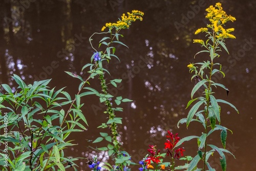 Colorful Summer Pond Blooms, Richard M Nixon County Park, York County, Pennsylvania, USA © Walt