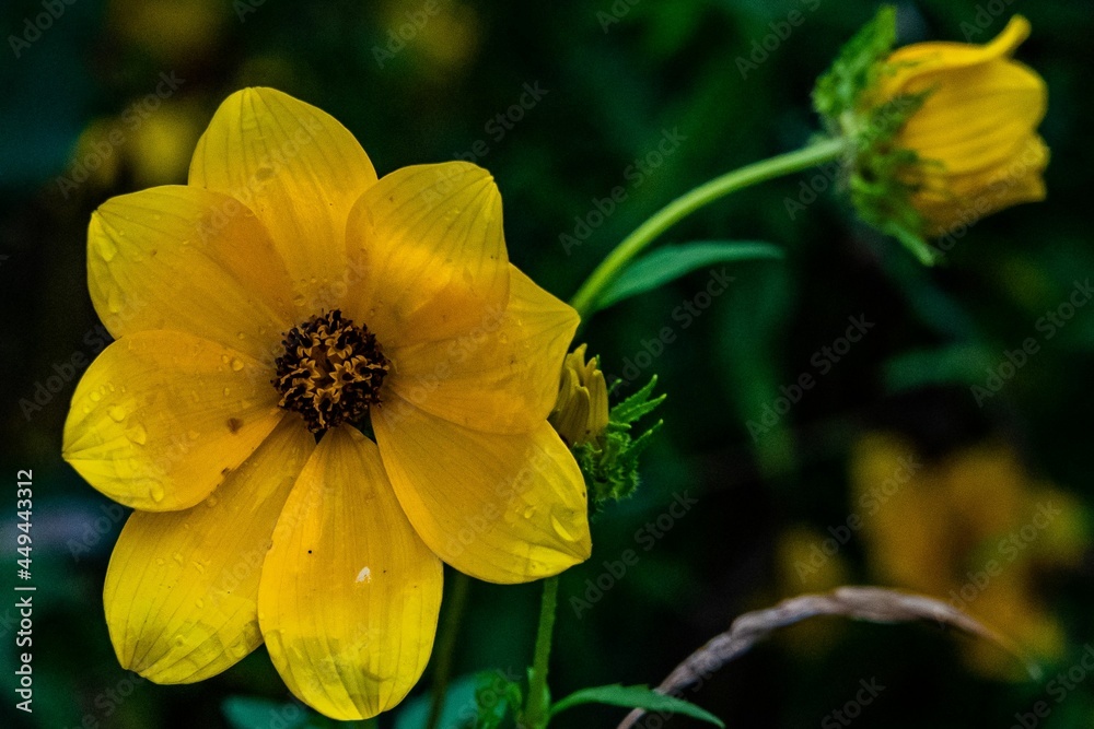 Wildflower in the Rain, Richard M Nixon County Park, York County, Pennsylvania, USA