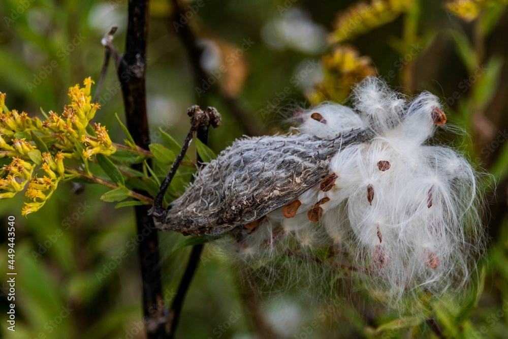 Milkweed and Goldenrod, Richard M Nixon County Park, York County, Pennsylvania, USA Milkweed and Goldenrod, Richard M Nixon County Park, York County, Pennsylvania, USA