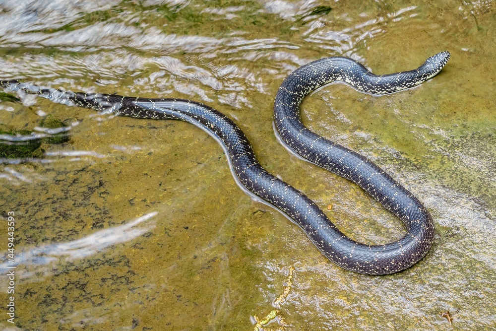 Fototapeta premium snake swimming in the river