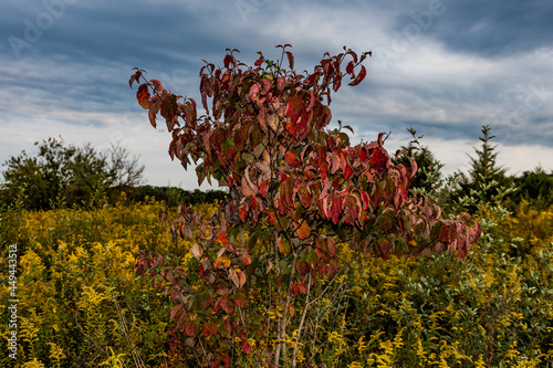 Early Autumn Foliage in the Upland Meadow, Richard M Nixon County Park, York County, Pennsylvania, USA photo