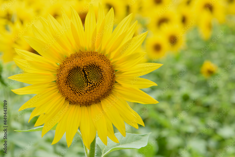 big bright yellow sunflower in the field. Large flowers of a sunflower in the sunlight. Yellow flowers on a farm field. Agriculture concept, organic products, good harvest. Growing seeds for oil.