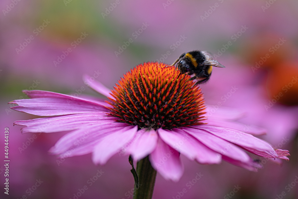 Bumble bee collecting pollen from an Echinacea Bumble bee collecting pollen from an Echinacea