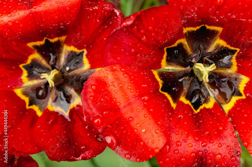 Two fading red tulips with raindrops on the petals.. Flowers close-up. Nature abstract background. Top view