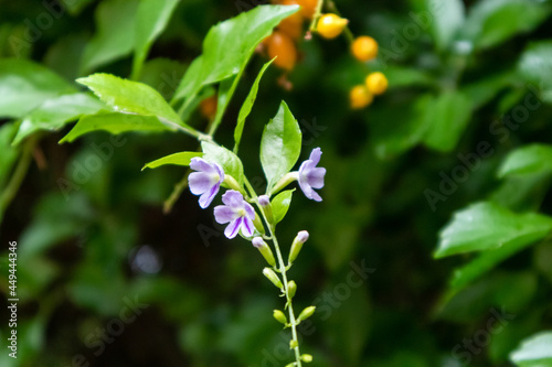 Wallpaper Mural Lilac-Flowered Golden Dewdrop, Duranta. Ornamental tropical green vivid shrub in Athens, Greece Torontodigital.ca