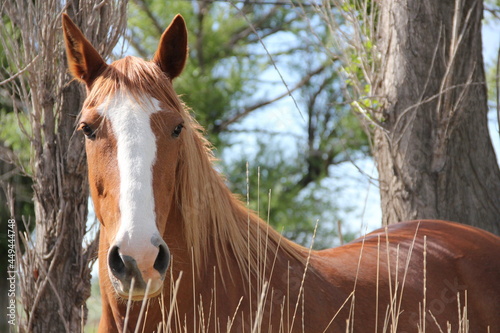 portrait of a horse in chubut