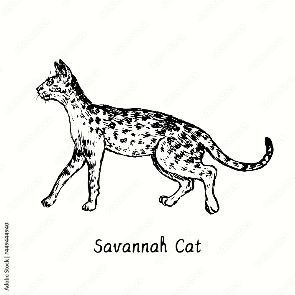 Savannah Cat standing side view. Ink black and white doodle drawing in woodcut style. Savannah Cat standing side view. Ink black and white doodle drawing in woodcut style.