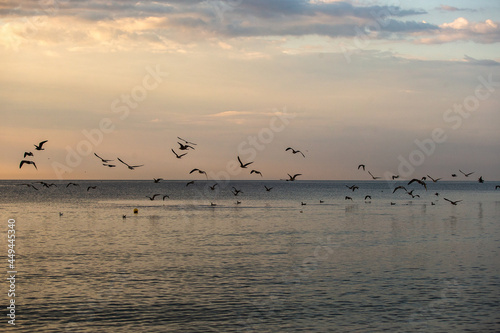 a flock of gulls flying in the background of the sunset sky over the sea