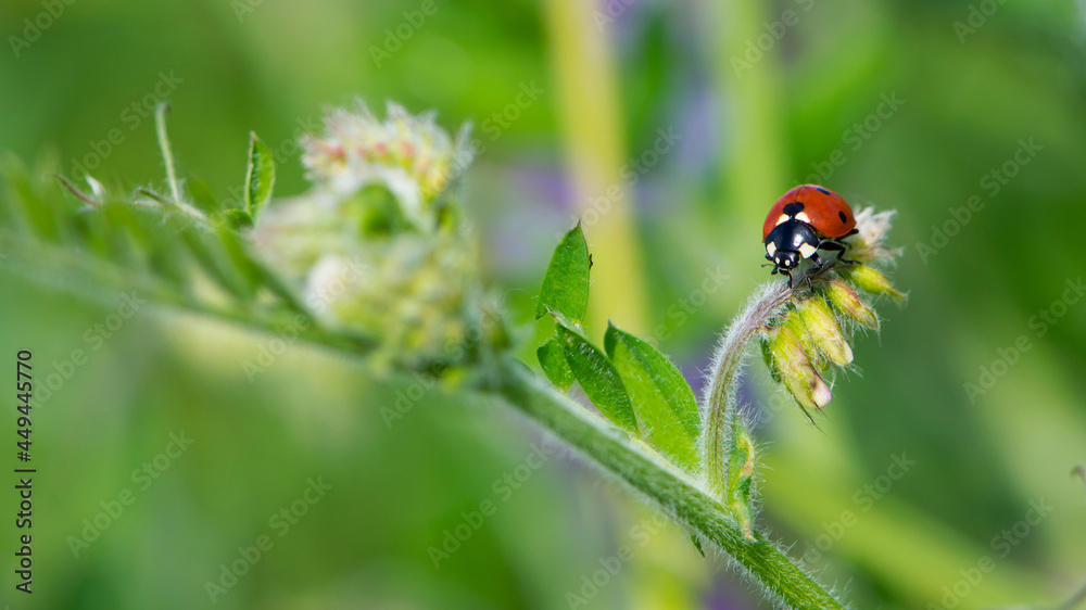 Fototapeta premium Coccinellidae is a widespread, Ladybird beetle, ladybugs. red beetle with black dots. insects in the wild. natural background. macro nature. ladybug sitting on a meadow plant