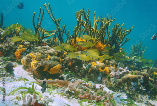 Tropical fish on a colorful coral reef with sea sponges underwater Caribbean sea, Mexico