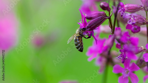 bee on a flower. European bee collects nectar on a pink meadow flower Viscaria vulgaris. honey bee, insect macro. natural green background, close-up, place for text. spring or summer day. insects © Oleksandr Filatov