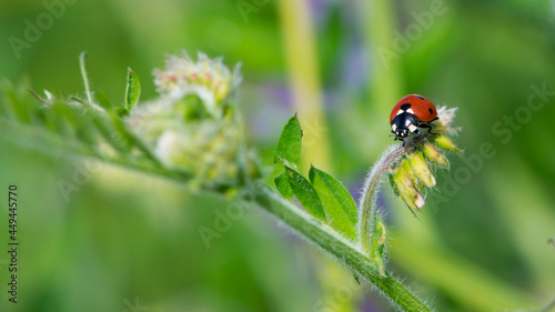 Coccinellidae is a widespread, Ladybird beetle, ladybugs. red beetle with black dots. insects in the wild. natural background. macro nature. ladybug sitting on a meadow plant © Oleksandr Filatov