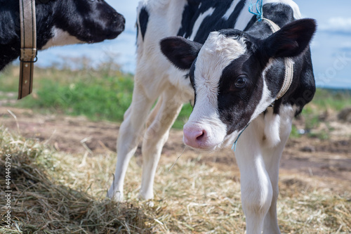 portrait of cute little holshtain calves. nursery on a farm photo