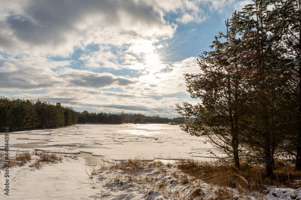 Pine trees on the shore of a forest lake. Old dry grass under melting snow. The pond with melting ice is covered with snow. Blue sky with white clouds. Wildlife in early spring