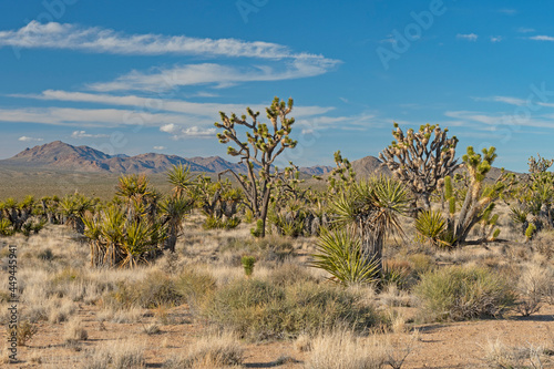 Botanical Display in the Desert photo