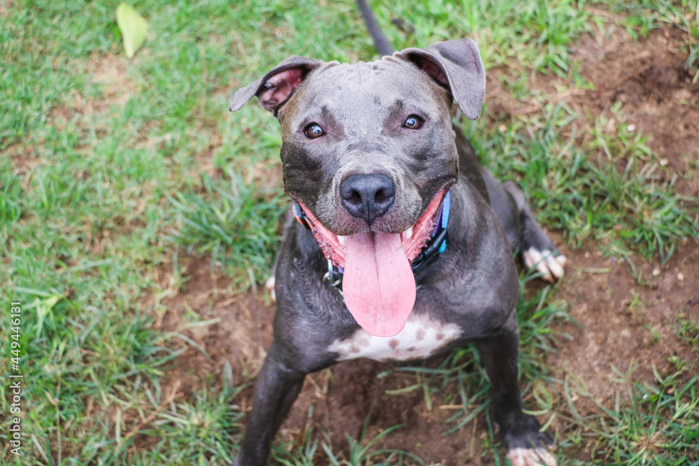 Pit bull dog playing and having fun in the park. Selective focus.