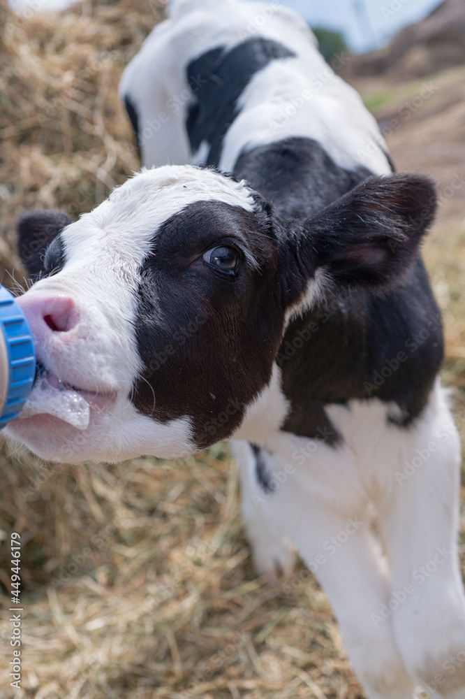 portrait of cute little holshtain calf eating near hay. nursery on a farm. close up
