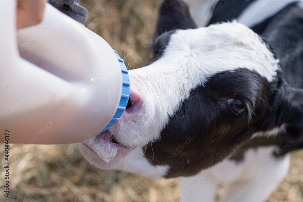 cute little calf eating near hay. nursery on a farm. rural life. close up