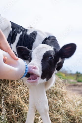 portrait of cute   little holshtain calf   eating  near  hay. nursery on a farm. rural life photo