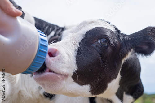 portrait of cute little holshtain calf eating near hay. nursery on a farm. close up