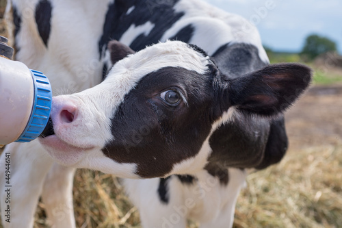 Fotografia portrait of cute   little holshtain calf   eating  near  hay