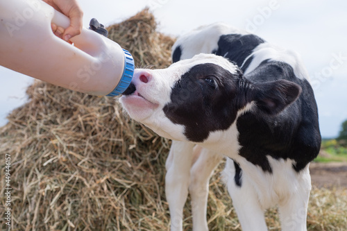 Fotografie portrait of cute   little holshtain calf   eating  near  hay