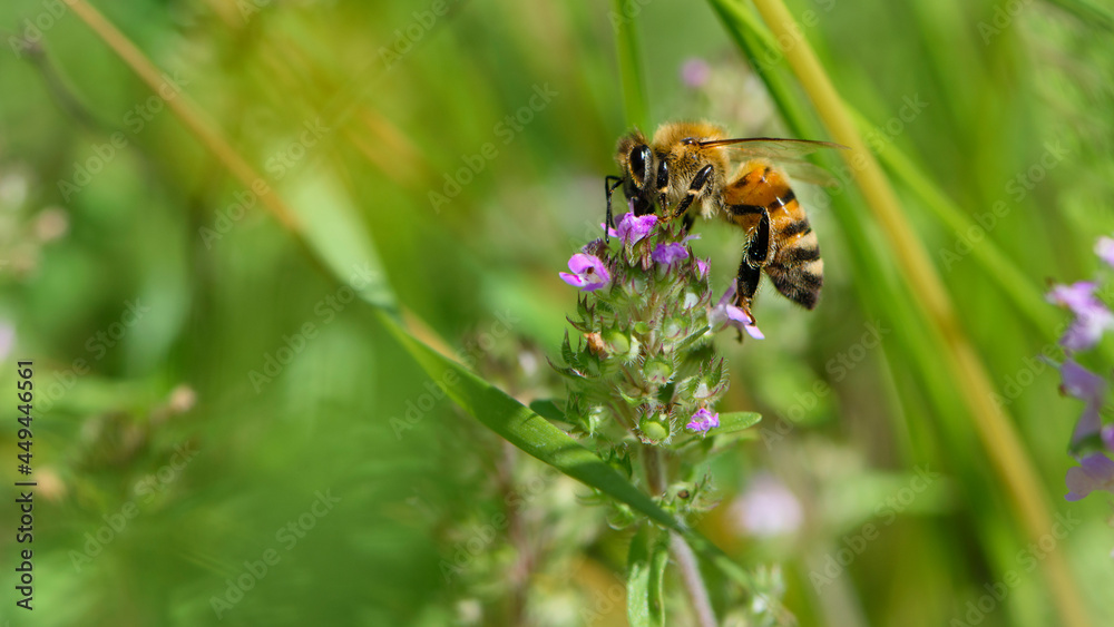bee and wildflowers on a green background. bee at work, collecting pollen. bright delicate pink flower, honey bee. macro nature, wild wildflower, useful insect, spring or summer sunny day, close-up
