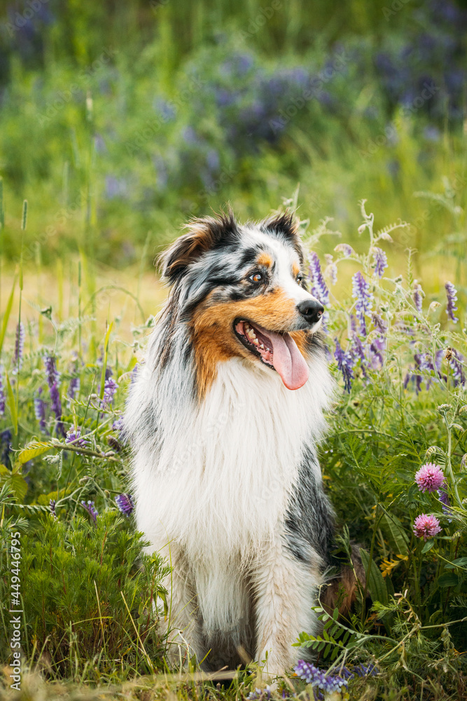 Funny Red And White Australian Shepherd Dog Sitting In Green Grass With Purple Blooming Flowers. Aussie Is A Medium-sized Breed Of Dog That Was Developed On Ranches In The Western United States