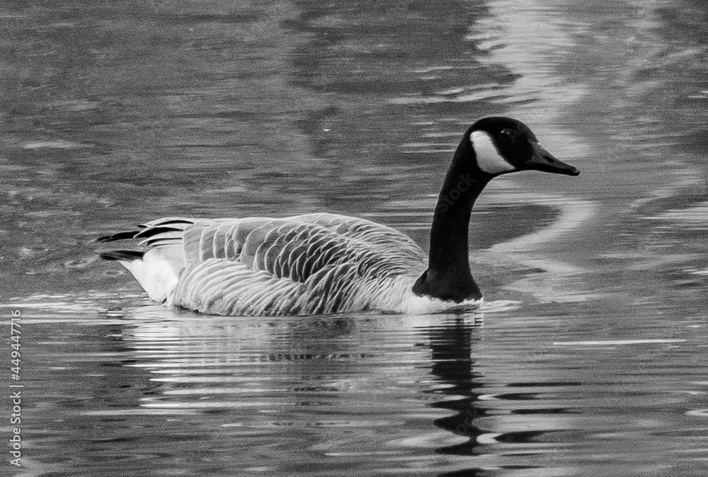 Obraz premium Canada Goose At Sunset, Lake Williams, York County, Pennsylvania, USA