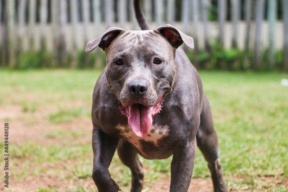 Pit bull dog playing and having fun in the park. Selective focus. Pit bull dog playing and having fun in the park. Selective focus.