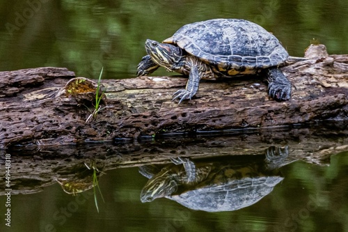 Eastern Painted Turtle Basking on a Log on a Cloudy Spring Day
