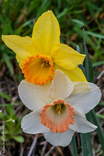 Multi Colored Daffodil Collage, Seven Valleys, Pennsylvania, USA